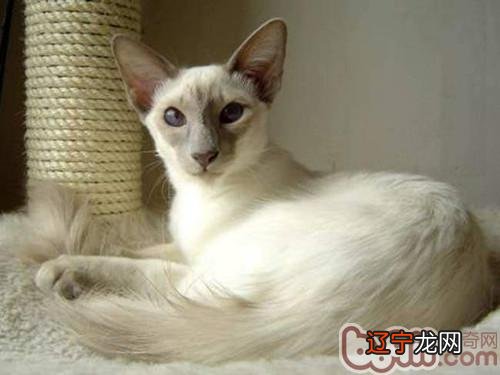 具有纤细的身条的巴厘岛猫