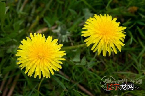 消炎止痛的4种食物，口腔溃疡一吃就好