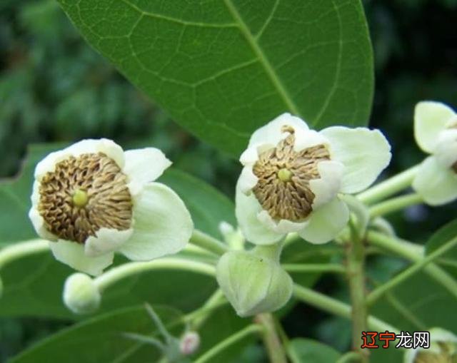 属兔的今年戴什么能转运 兔子本命年戴什么转运