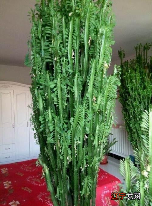 属兔的今年戴什么能转运 兔子本命年戴什么转运