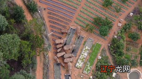 狮子座2021年3月星象 2020年3月星象