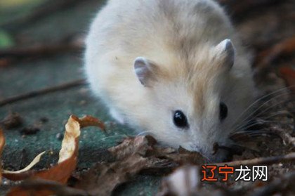 十二生肖排最大是什么生肖?为什么它是最大?