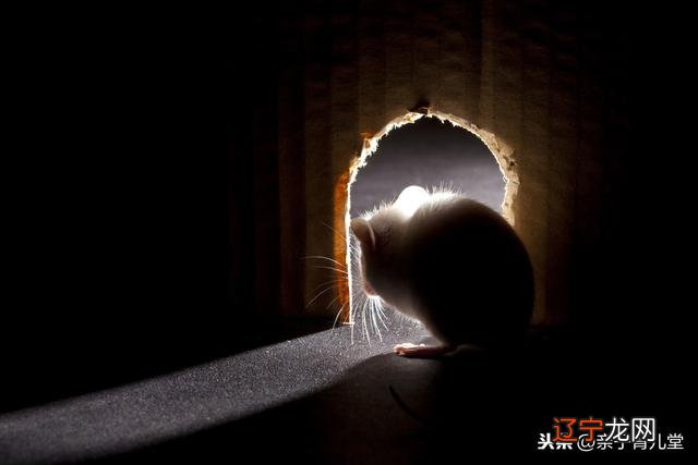 2020年鼠年是什么鼠 2020年鼠年是什么命