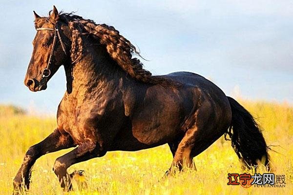 男属马跟什么属相最配 男属马和什么属相最配