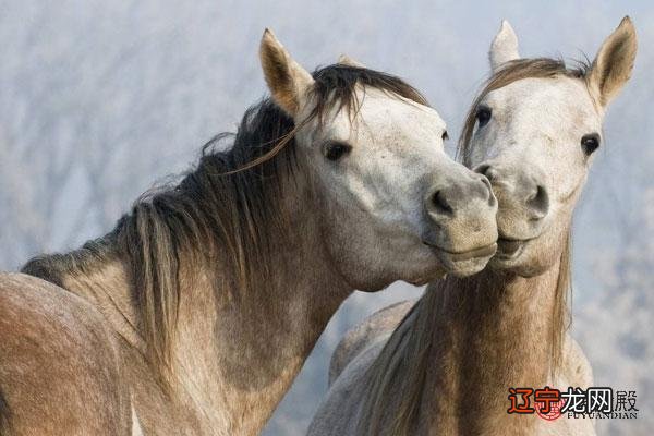 男属马跟什么属相最配 男属马和什么属相最配