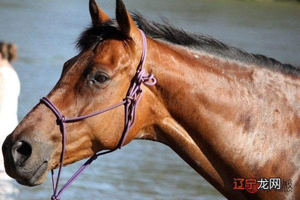 男属马跟什么属相最配 男属马和什么属相最配