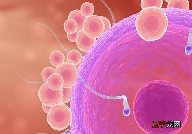 生个属虎的宝宝几月份是最好的 生肖虎宝宝几月出生好