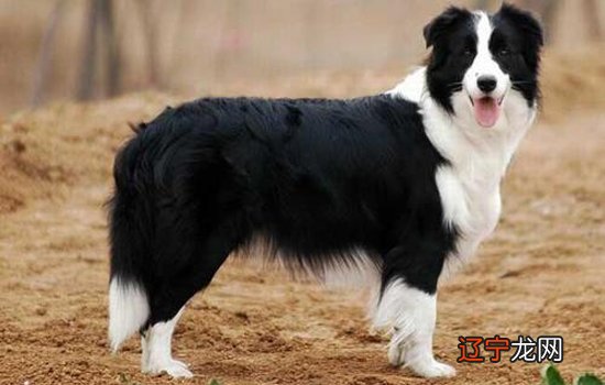 现在宠物狗能带上高速吗