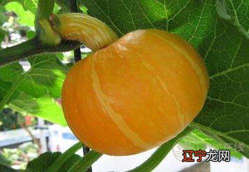 这些瓜，养生作用大，别忘了要多吃