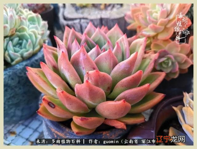 阴历六月六是什么日子 阴历11月15是什么日子