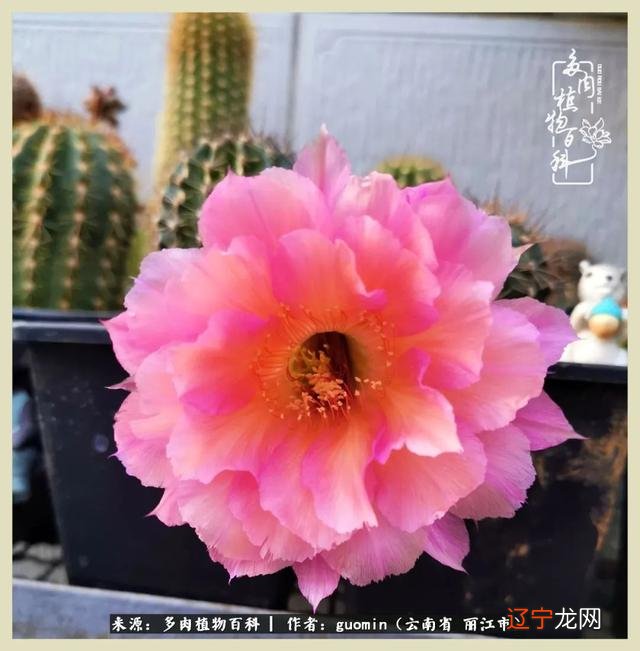 阴历六月六是什么日子 阴历11月15是什么日子