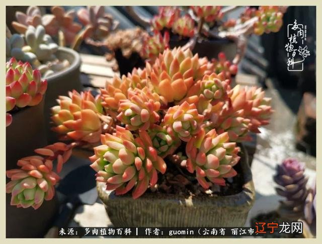 阴历六月六是什么日子 阴历11月15是什么日子