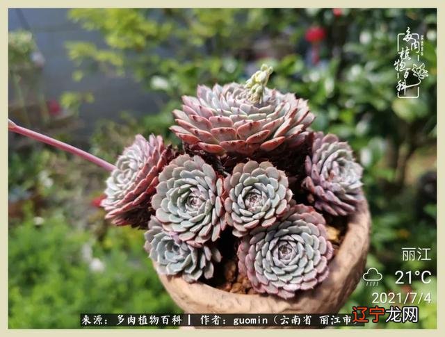 阴历六月六是什么日子 阴历11月15是什么日子