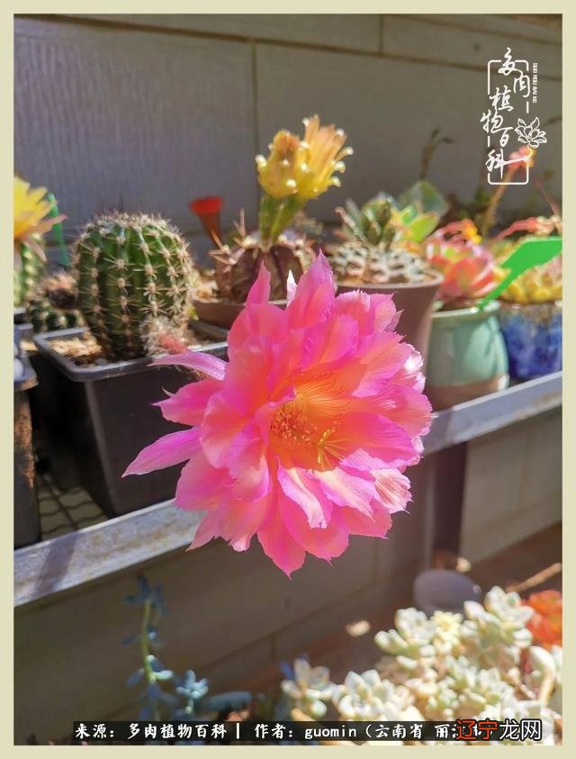 阴历六月六是什么日子 阴历11月15是什么日子