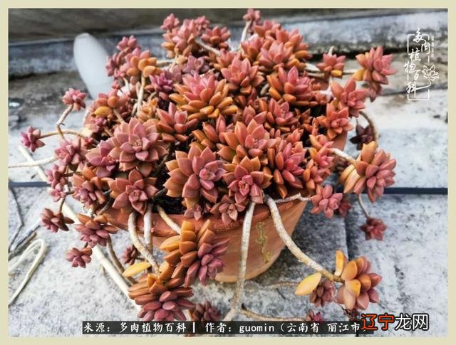 阴历六月六是什么日子 阴历11月15是什么日子