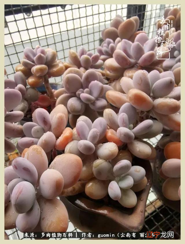 阴历六月六是什么日子 阴历11月15是什么日子