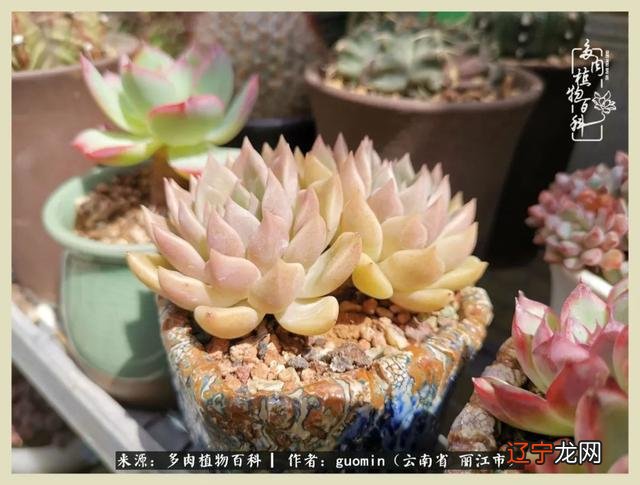 阴历六月六是什么日子 阴历11月15是什么日子