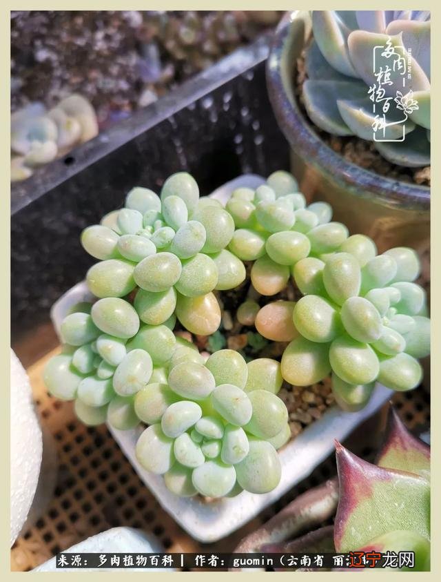 阴历六月六是什么日子 阴历11月15是什么日子