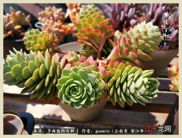 阴历六月六是什么日子 阴历11月15是什么日子