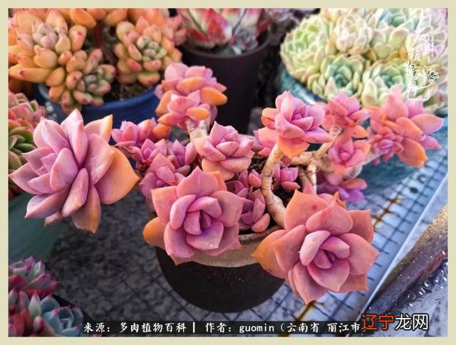 阴历六月六是什么日子 阴历11月15是什么日子