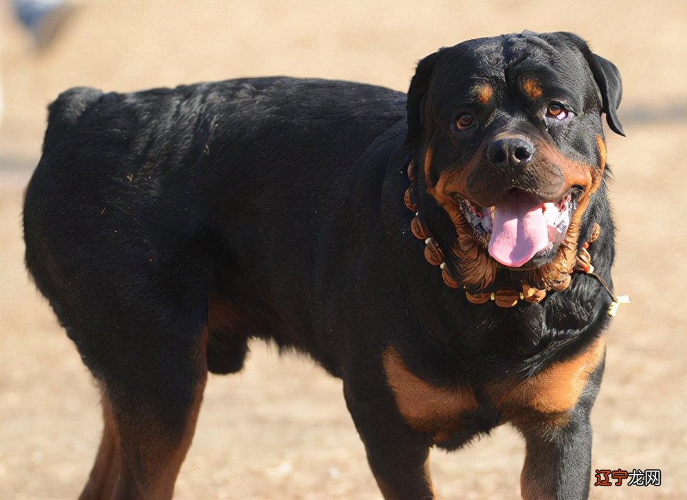 罗威纳 说不喜欢“罗威纳”的，是因为不知道它这些好处