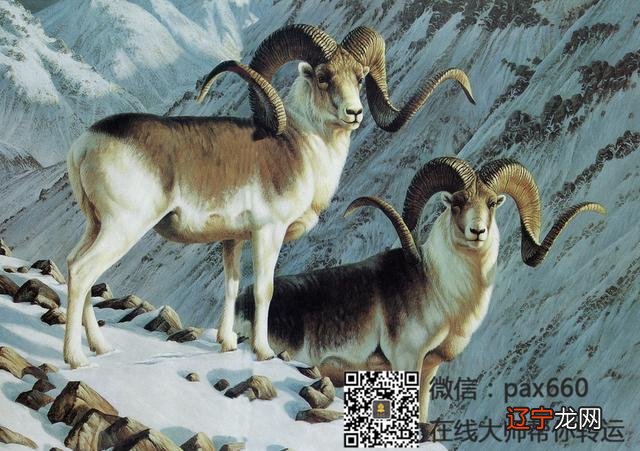 老鼠今日运势 老鼠今年的运势2021