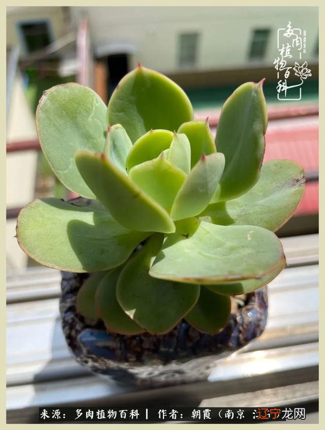 三月二十六是什么星座-十二月二十九是什么星座