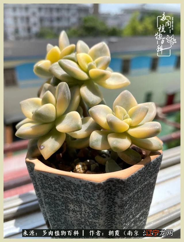 三月二十六是什么星座-十二月二十九是什么星座