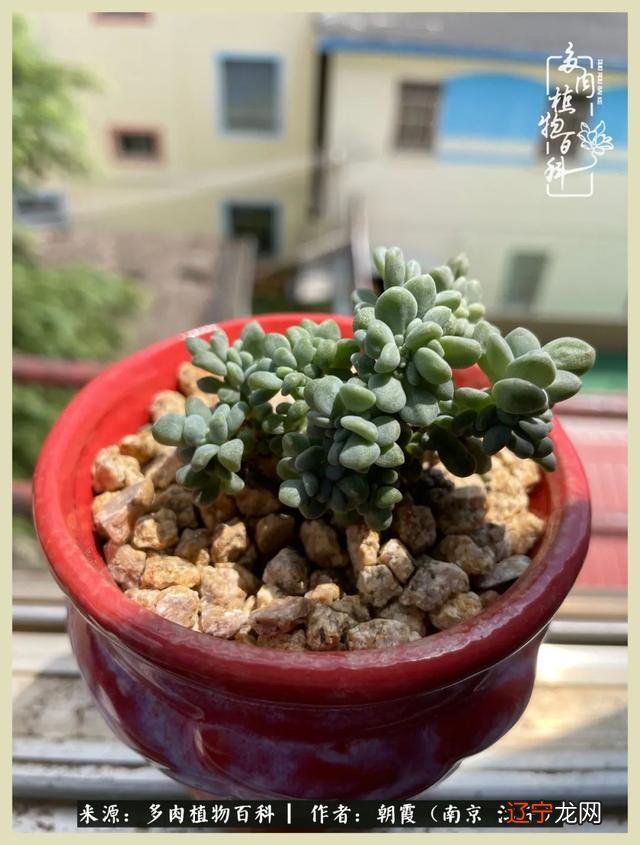 三月二十六是什么星座-十二月二十九是什么星座