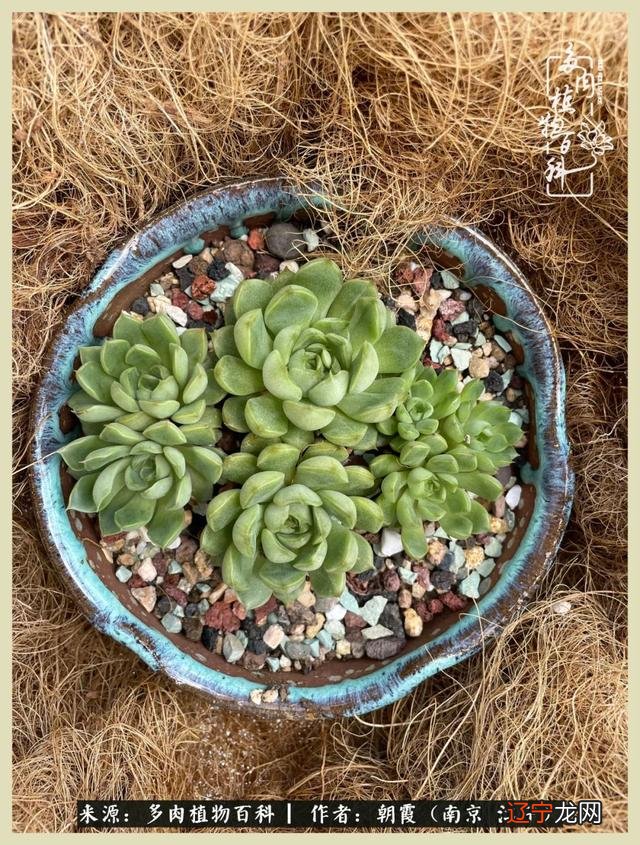 三月二十六是什么星座-十二月二十九是什么星座