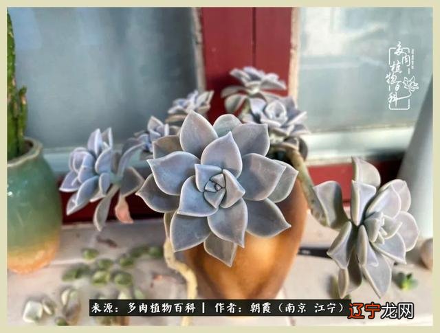 三月二十六是什么星座-十二月二十九是什么星座