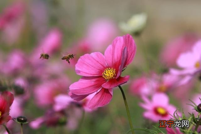 处女座后面是什么星座-处女座上升星座