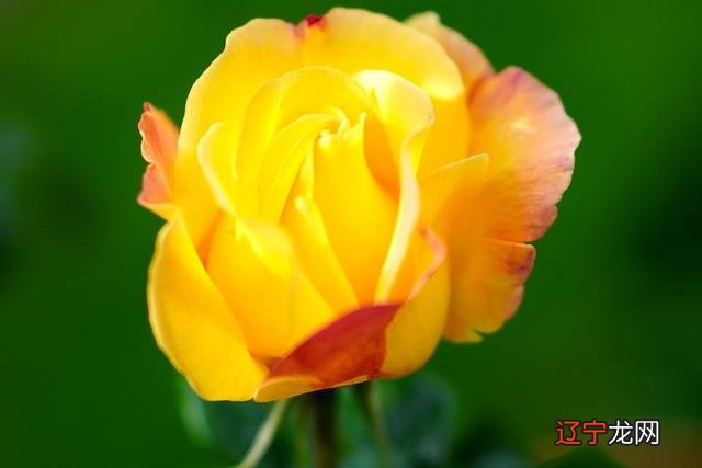 处女座后面是什么星座-处女座上升星座