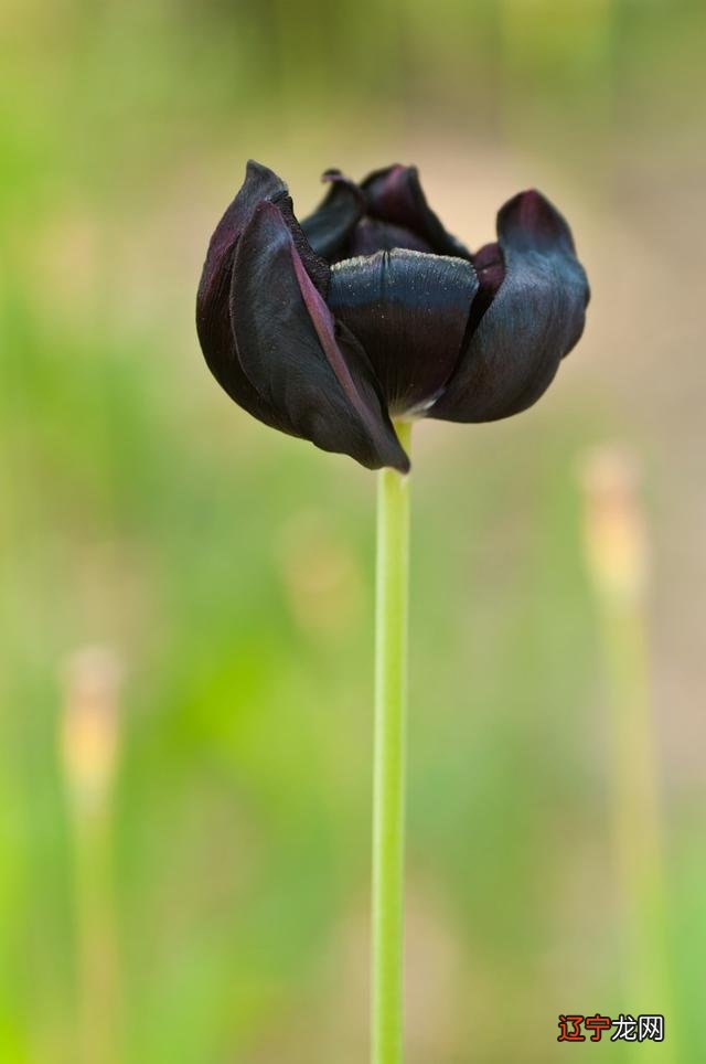 黑郁金香的花语是什么-郁金香的花语是什么