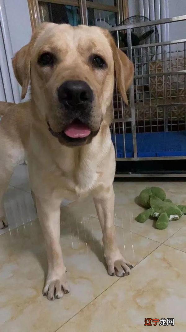 宠物狗的品种名称大全-母狗狗的名字