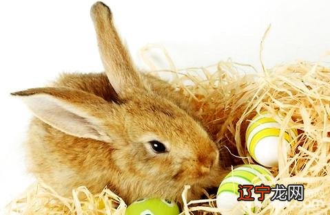 怎么分别兔子的公母?，兔子怎样分公母最方便
