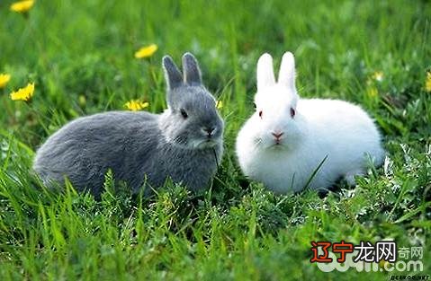 怎么分别兔子的公母?，兔子怎样分公母最方便