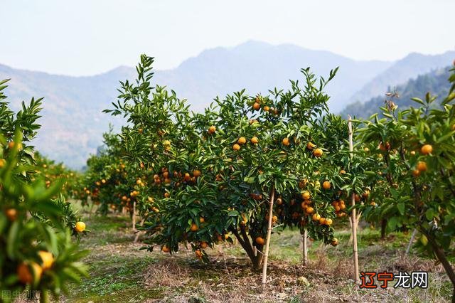 汉中为什么被称为三国两汉？