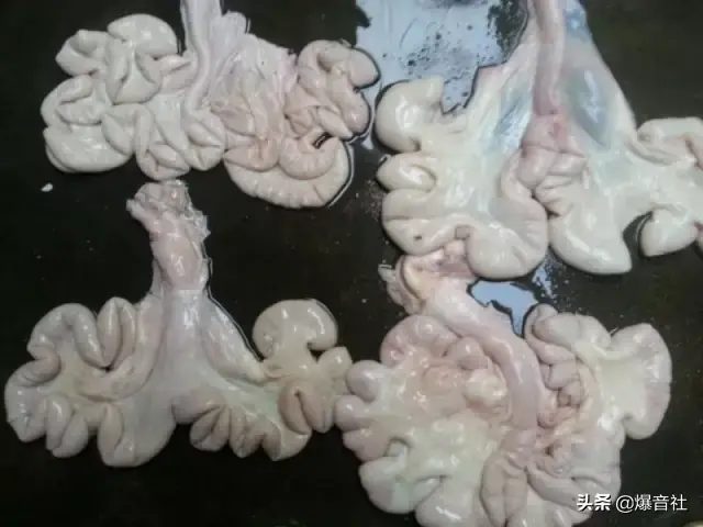 这些生殖器,你吃过哪些