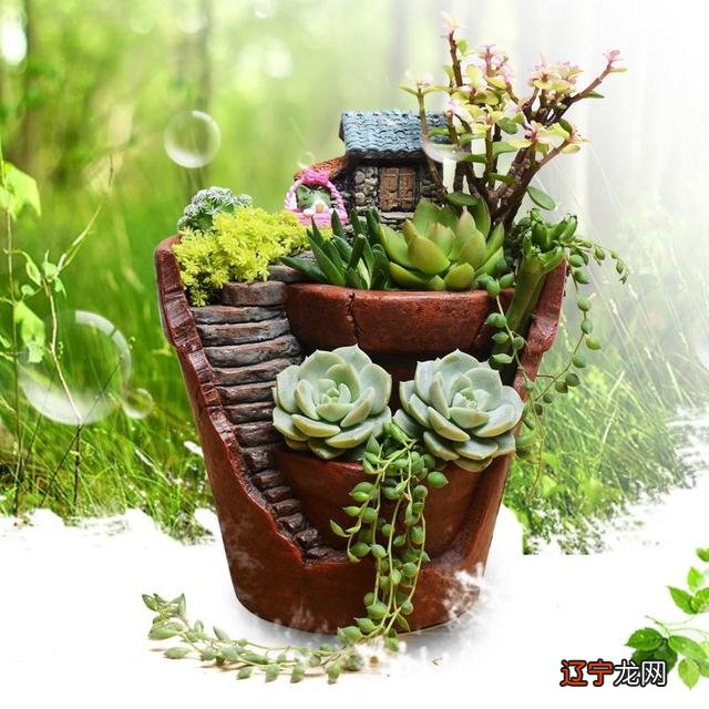 适合室内的盆景植物 室内适合养的18种植物名字