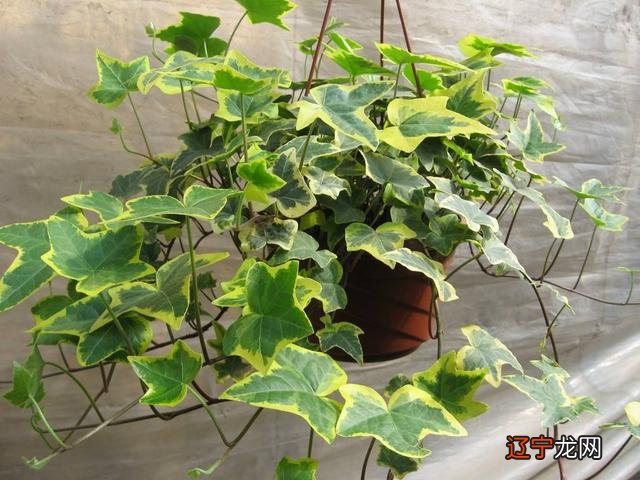 适合室内的盆景植物 室内适合养的18种植物名字