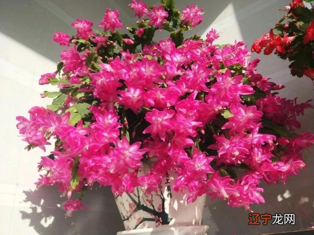 适合室内的盆景植物 室内适合养的18种植物名字