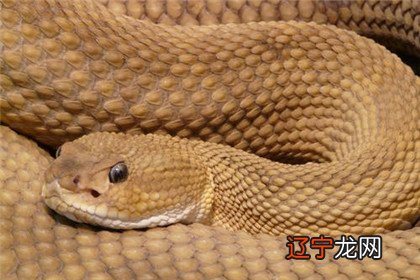 属虎和属蛇的婚姻怎么样 虎蛇生肖相合吗