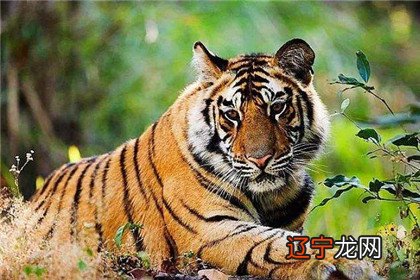 属虎和属蛇的婚姻怎么样 虎蛇生肖相合吗