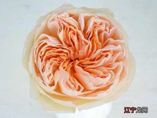 6朵玫瑰花代表的意义 玫瑰花代表的意义朵数