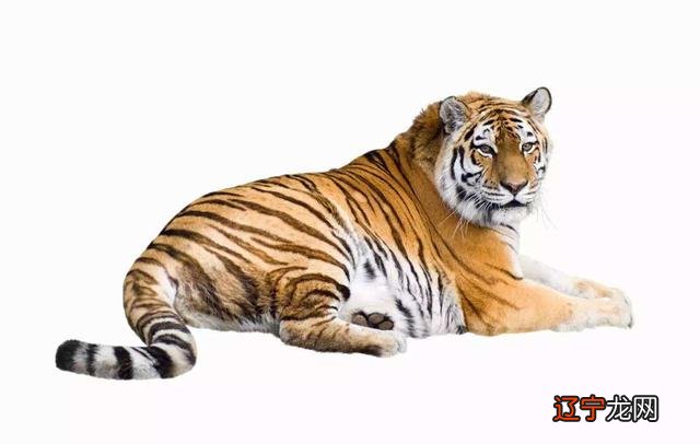 梦见老虎追着跑 梦见老虎追我跑到别人家