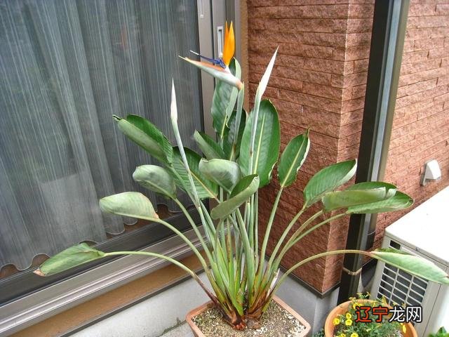 室内适合养的18种植物-室内适合养的18种植物名字