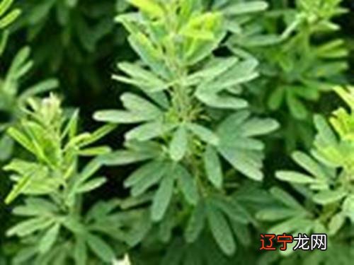 铁扫竹-铁扫竹是什么命