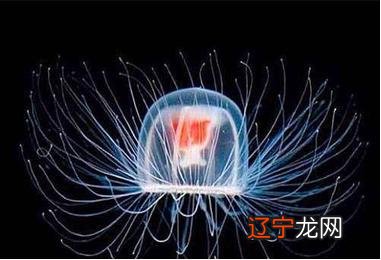 陆地上寿命最长的动物 寿命最长的动物对比