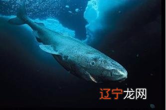 陆地上寿命最长的动物 寿命最长的动物对比